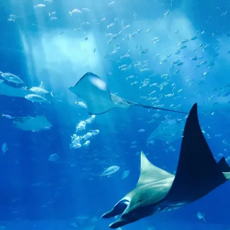 Studio-cosy 1 Vue Port A Deux Pas De Nausicaa 公寓