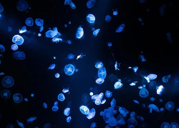 Studio-cosy 1 Vue Port A Deux Pas De Nausicaa Apartment